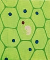 C Painting - C6